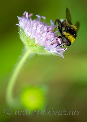 BB 13 0219 / Arctophila bombiformis / Gulstripet bjørneblomsterflue <br /> Knautia arvensis / Rødknapp